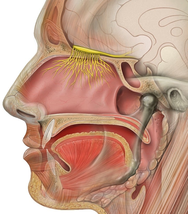 The olfactory bulb constitutes the first nerve relay of the olfactory system. This structure, located under the brain, receives axons from neurons in the olfactory epithelium that pass through the roof of the nasal cavity. Contrary to this pattern, which might suggest that olfactory neurons make dozens of contacts with each other, in reality each of them makes a single contact with a structure contained in the olfactory bulb called the olfactory glomerulus.
