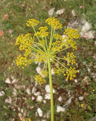 Thapsigargin has been isolated from Thapsia garganica. This plant is especially  found in North Africa(mainly Tunisia and Algeria).