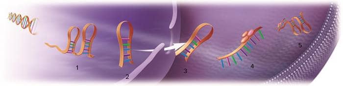 microrna, diabetes